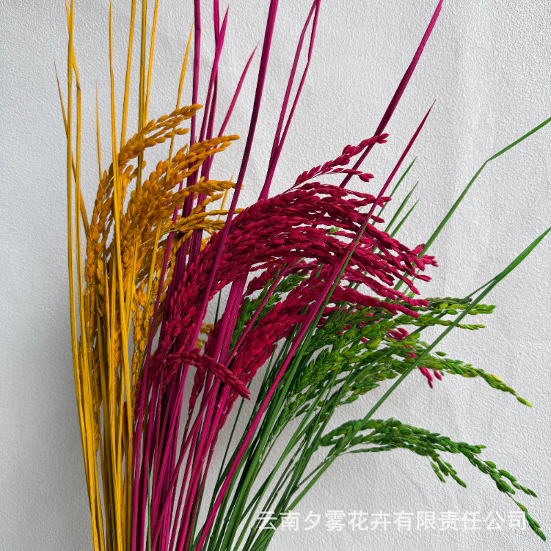 Rice Stalks, Rice Flowers, Eternal Flowers, Dried Flowers, Real Flowers for Opening Ceremonies, Home and Garden Decoration, Photography Props, Cross-Border Wholesale