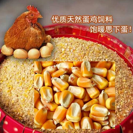 Premium dust-free new corn powder dry corn feed for chickens, ducks, and geese 40kg Corn poultry feed wholesale