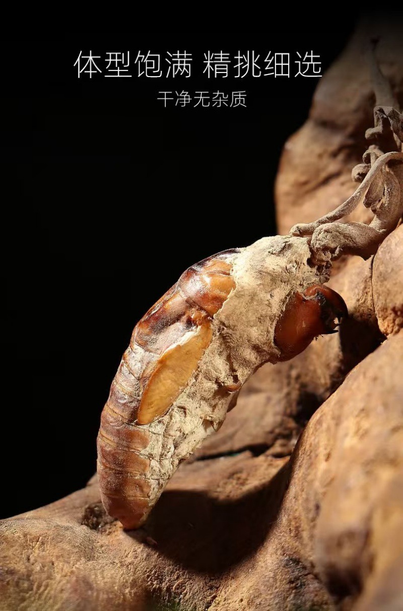 Jin Chan Hua (Cordyceps cicadae) — Dried Food-Herb Fungus for Decoction & Soup quality and texture