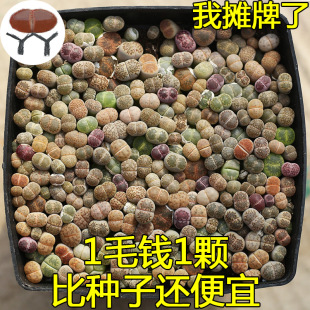 ��ʯ���ײ�������F؛���ԃr���ɫƷ�N��ƨƨ���ⷬ��ʯ����