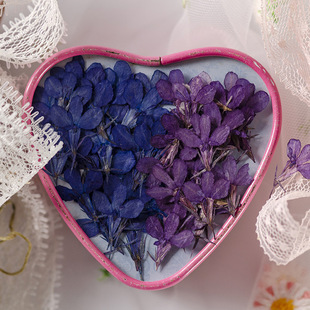 Baxili Real Flower Plant Specimen Teaching DIY Handmade Photo Frame Bookmark Mobile Phone Shell Marked Flower Painting Dried Flower Bag Material