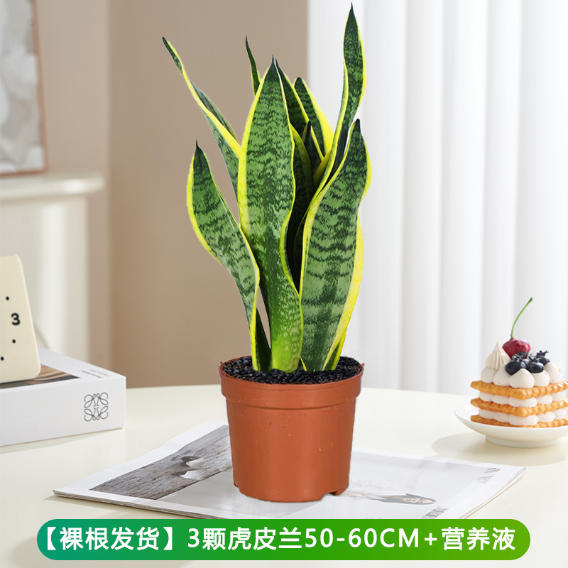 타이거 난초 50-60cm 3개 + 영양액 [뿌리가 맨발로 배송]