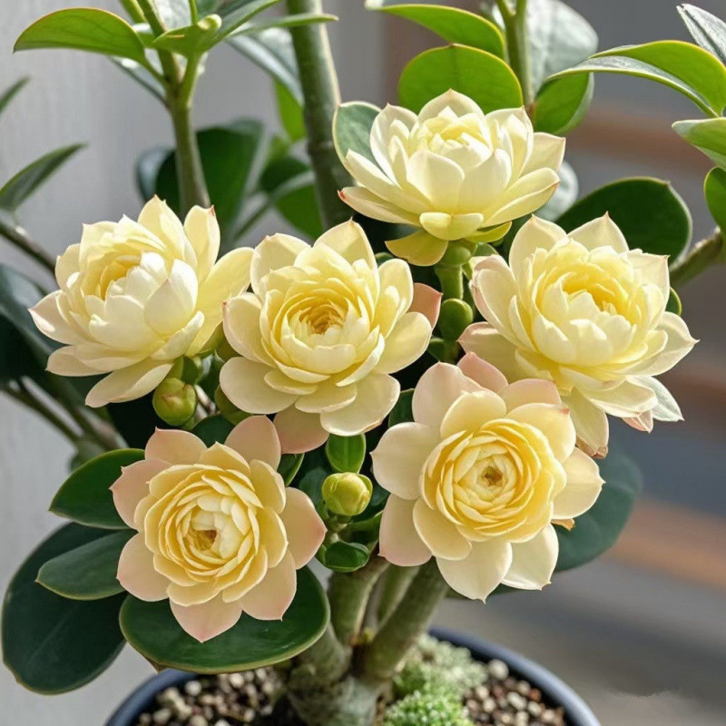 인기 추천 : [행운] 그해에 피어나다 | 사계절 상록수