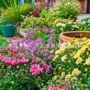 四季开花播种组合花籽