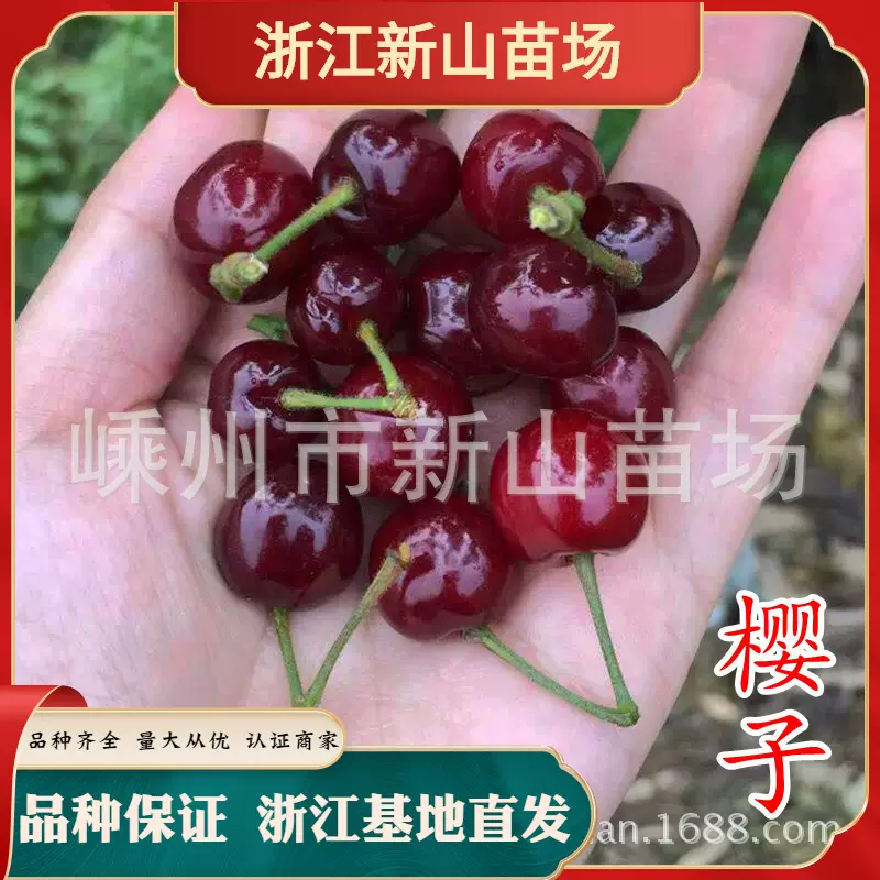 樱子樱桃苗 新品种南方小樱桃樱珠紫晶樱桃苗 黑红樱珠樱桃苗