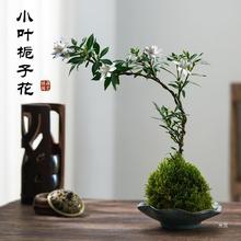 栀子花水培植物小叶栀子花飘枝悬崖老桩造型盆景绿植中式禅意花卉