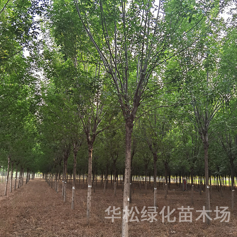 速生白蜡树苗 园林观赏对节白蜡小苗庭院室外种植树工程绿化苗木