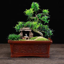 宜兴紫砂花盆古典陶瓷小号桌面盆景盆多肉菖蒲兰草盆花卉绿植批发