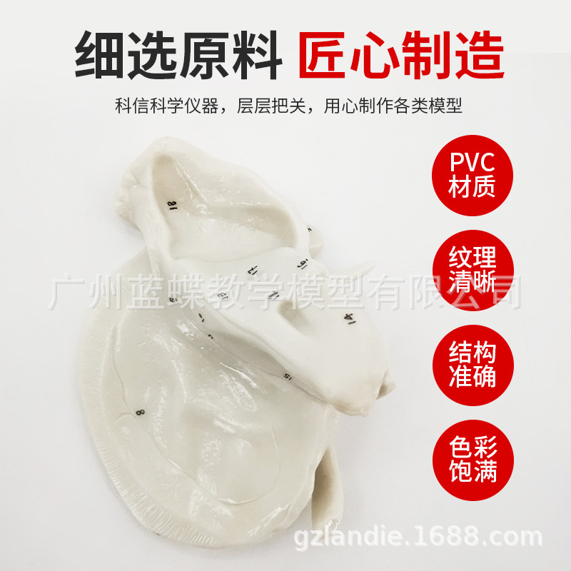 �ǵ���ɸ�ǷŴ����ģ�� �����������ģ�� �ǿ�ҽѧ�����̾�