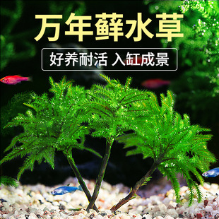 ����ˮ���f���\�~��ˮ��ֲ���쾰���ˮ��ˮꑸ�ֲ��ǰ��ˮ��ˮ��