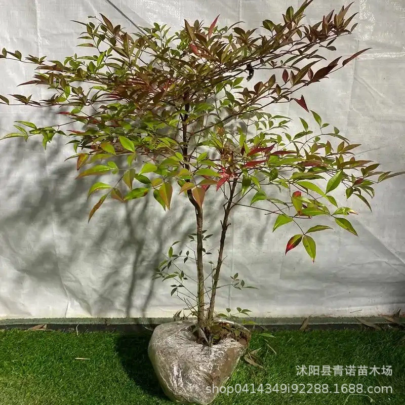 База поставляется непосредственно во двор. Бамбуковые комнатные растения нантантуса различных спецификаций