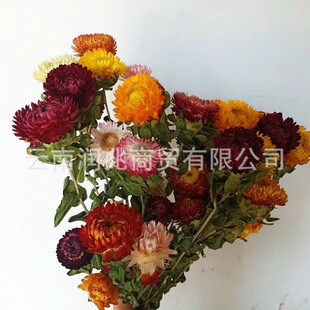 ���j�� ��Ȼ�L���߲ʾ� �Ҿ��b� �Ĕz���߾ջ����l