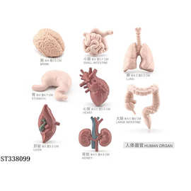 跨境科教认知蒙氏教具仿真人体器官模型脑胃心脏肝肾肠肺玩具摆件