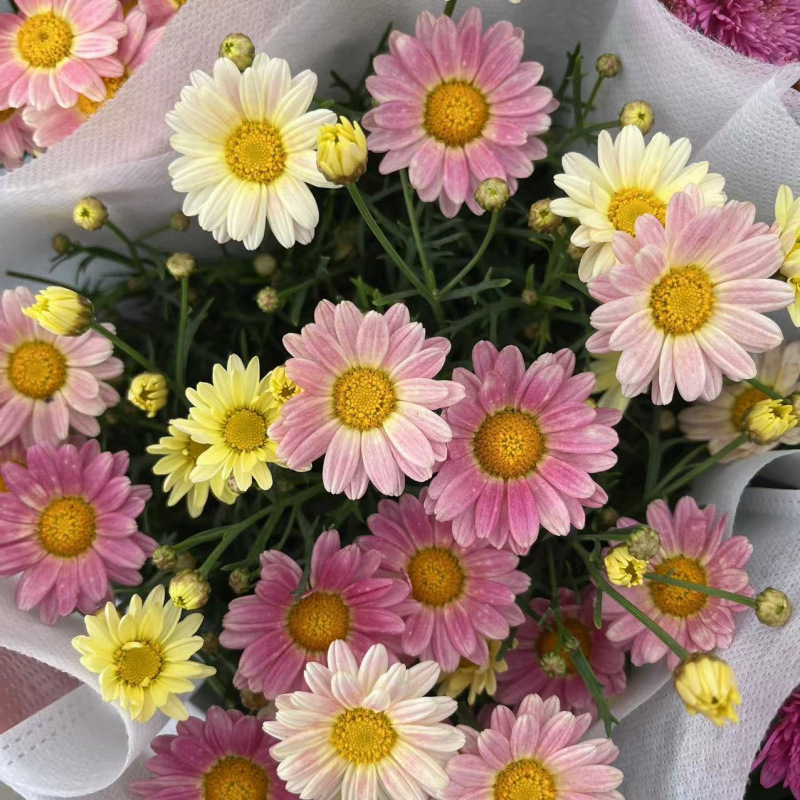 인기 컬러 캔디(색상 변화 품종) 추천