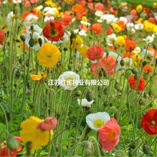 �����˷N�ӻ�ɫ���u�������̨�����׷N�t�������˲ݻ��N��