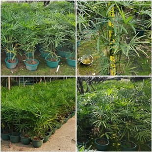 Fine Leaf Bamboo Bamboo Guangdong Guanyin Bamboo Zhongshan Brown Bamboo Brown Bamboo Origin Brown Bamboo Quote