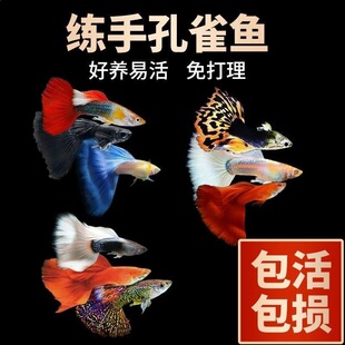 ��ȸ�~�^�p�~�ͻ�ᎧС�͵�ˮ��ˮ���B�ͻ�F�Pβ�~�猙����ĸ