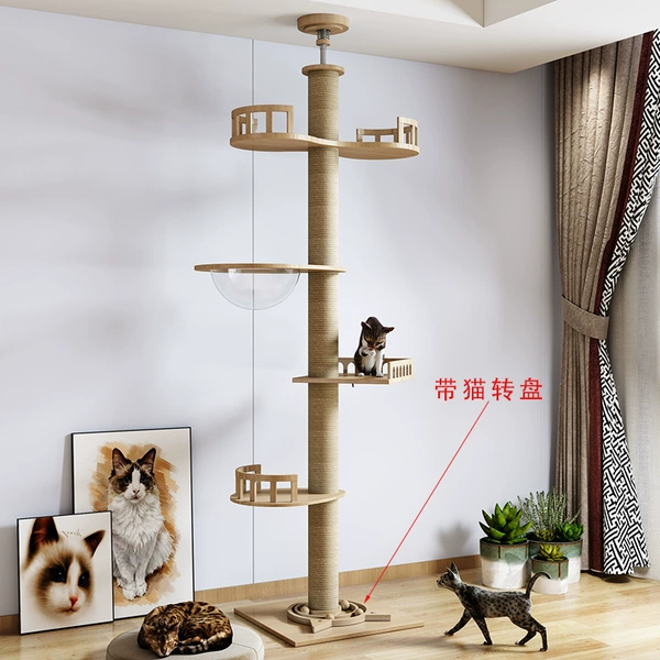 Cat turntable series 2