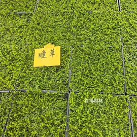 种子;其他园林植物;灌木