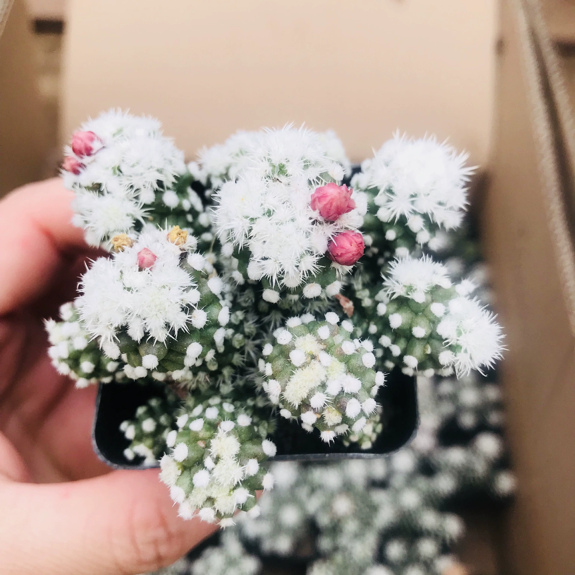 Оптовая продажа милый и интересный сочный кактус Mingyue Xiangji сочные горшечные растения легко выращивать и легко жить настольные сочные горшечные растения