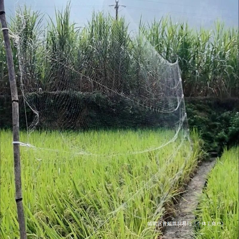 白色胶丝防鸟网稻谷农田防护网草莓樱桃果园鱼塘防鸟网菜地防护网