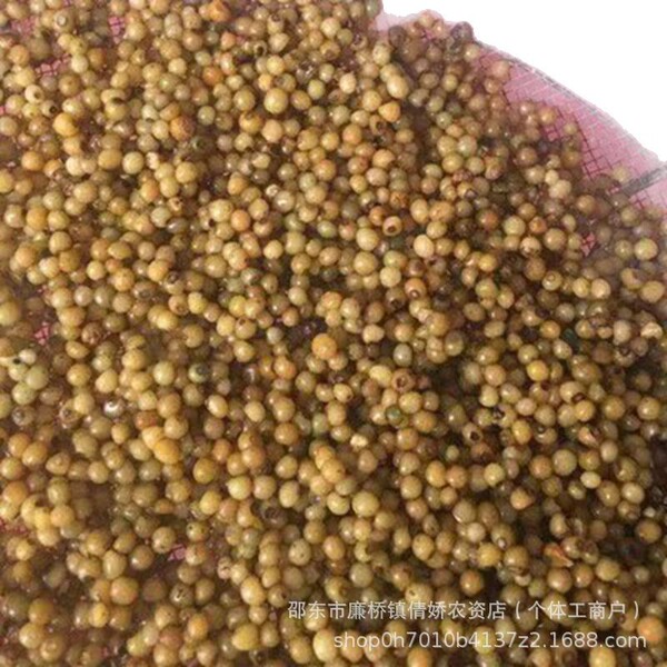 Polygonatum Seeds Polygonatum Seeds Ginger-type Multi-flowered…