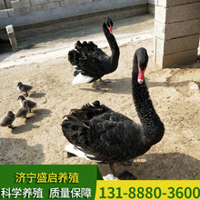 下蛋黑天鹅一对多少钱 景区人湖养殖多大黑天鹅 黑天鹅幼苗出售