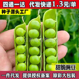 甜脆豌豆种子四季可生吃青豌豆苗尖种籽菜豌豆荷兰豆蔬菜种孑