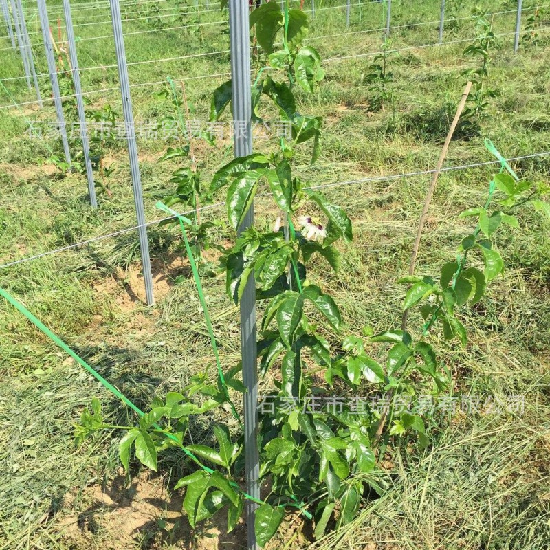 新款金属葡萄柱 非水泥镀锌钢立柱 瓜蒌架桩柱