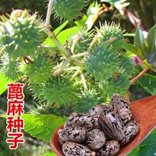 ���x�����ӱ���N��Ұ�������ӷN�Ӵ�����ե���^�p����