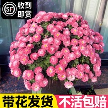 ��ջ��������ǹ����Ļ���ֲ���ͺ����m�ռ�С�Վ������͏d�̨