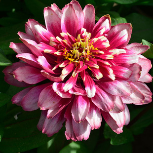 Zinnia Flower Seeds Are Gorgeous Zinnia Flower Seeds That Are Easy to Grow in All Seasons, Outdoor Courtyard Balcony Potted Backgammon Seeds