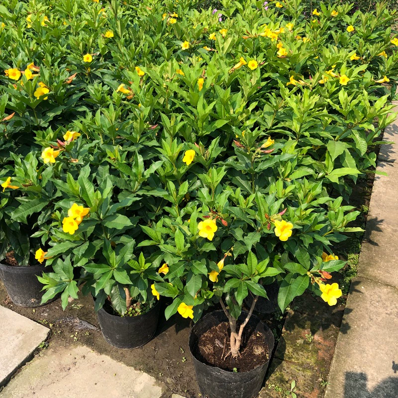 Желтый Цикада желтая Орхидея Цикада Цветочная граница декоративные растения Чэнду Ландшафтный проект рассады крышка чашки рассады