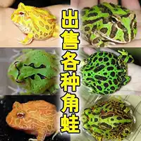 Рогатая лягушка Живая оптом Золотая рогатая лягушка Зеленая рогатая лягушка Домашнее животное лягушка Бабочка Рогатая лягушка Повелитель Рогатая лягушка Клоун Колокольчик Рог