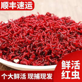鲜活红虫特大号公虫活饵喂鱼饵拉饵鲫鱼野钓饵料钓鱼蚯蚓鱼饵