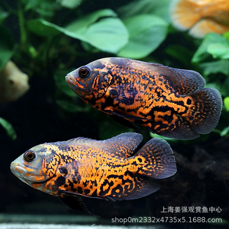 Тропические декоративные рыбы черно-белая карта попугай богатый живой Серебряный Дракон пресноводный счастливый рыба свинья рыба большая домашняя рыба