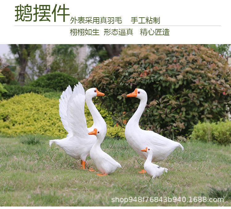白鹅-1---副本_02.jpg