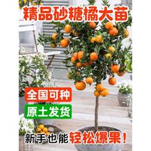 ɳ�ǽ��Ә�����Ә��������ۘ䰫������ˮ�������Ϸ��Nֲ����