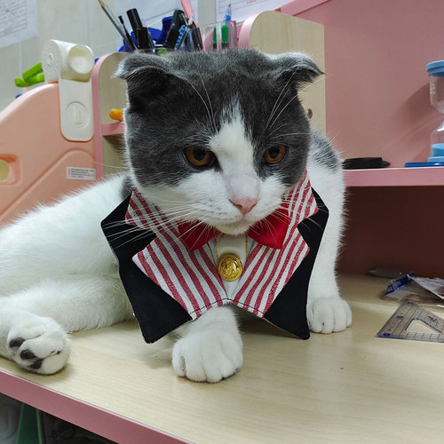 Cross-border new pet cat and dog suit, gentleman wedding, spit cloth, bow tie, triangle scarf, Korean Japanese style, Instagram