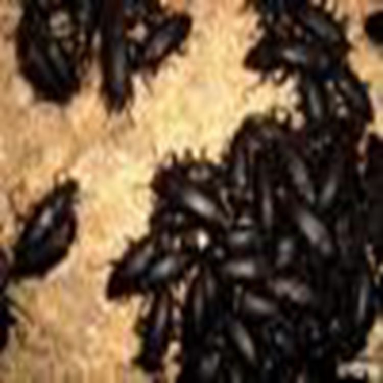 Tenebrio Molitor adult black shell worm beetle species worm Tenebrio Molitor dry black shell worm Dry beetle dry product adult shell