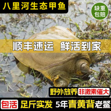 ����Ұ�B���B���~�r��ˮ�~�Gɫ���B���A���M�F�~���w����ʳ��