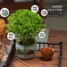 �҃�С�~����辰��z�ľ�Ϙ��������k����������С�Gֲ�ļ����B
