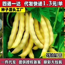 黄金钩架豆种子黄金勾东北油豆角籽无筋无柴黄色早熟蔬菜种子