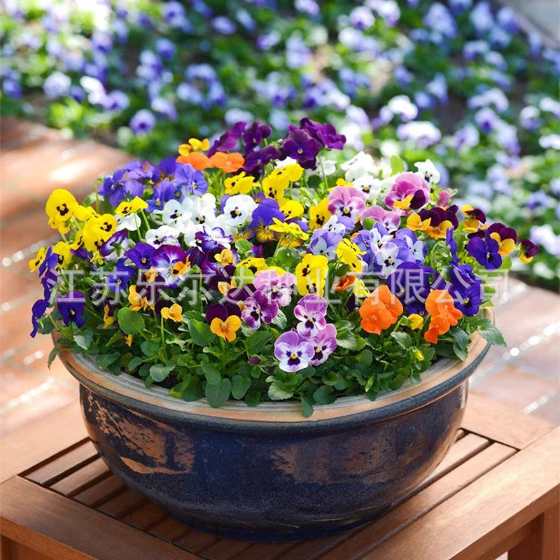 Семена цветов панси можно сеять и цветут в любое время года, устойчивы к холоду и легко выращиваются, семена цветов с кошачьим лицом, горшечные маки, семена подсолнечника.