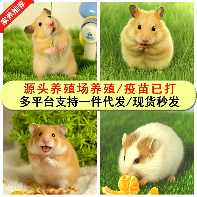 批发仓鼠宠物活体米熊虎纹熊白熊黑熊金丝熊长毛熊眼圈熊波利批发