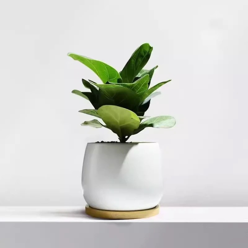 Árbol de la fortuna Planta de interior en maceta Sala de estar Planta verde resistente a la sombra Oficina Flores de escritorio Evergreen Evergreen Evergreen Evergreen Evergreen