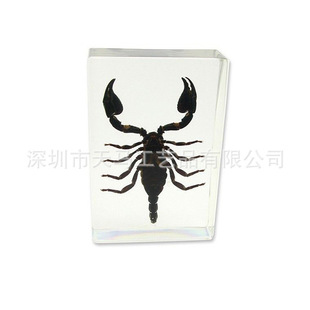 Resin hidden insect amber insect specimen insect paper town and all kinds of crystal glue gift