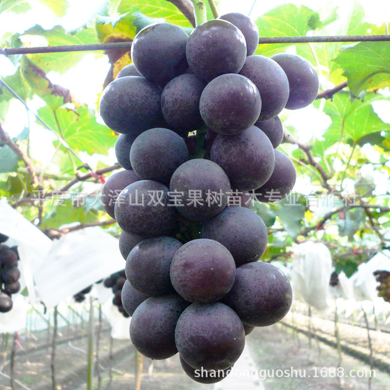 高妻葡萄苗 北方南方种植 山东平度葡萄苗基地批发 品种多 价格低