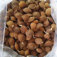 ɽ�ӷN��ɽ�Ӻ� ���Ӻ� Ұ�Ә�N�ӾG����Nɽ�Ә�N����ľ��N��