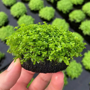 Mt Mini Dwarf Pearl Small Lump Grass Fish Tank Landscaping Water Grassland Straight Hair Lazy Hydroponic Oxygenated Freshwater Grass Live Planting